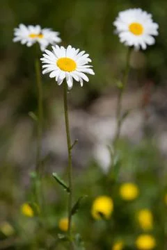 Daisies Stock Photos