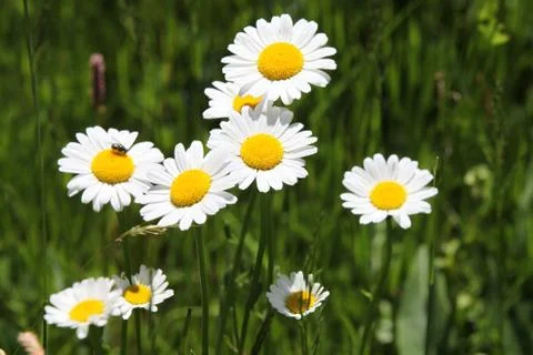 Daisies Stock Photos