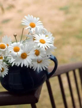 Daisies Stock Photos