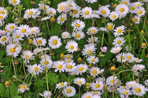 Daisies Stock Photos