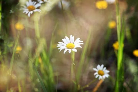 Daisies Stock Photos