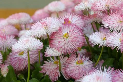 Daisies Stock Photos