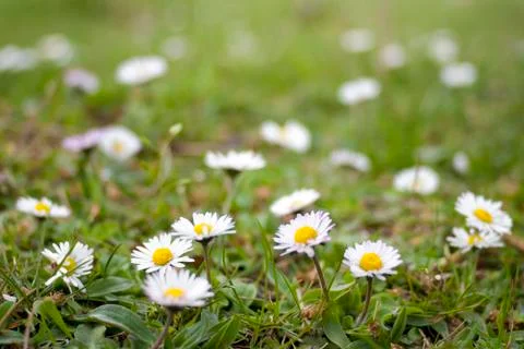 Daisies Stock Photos