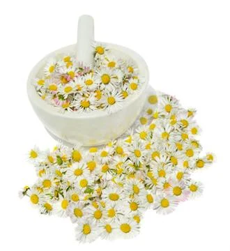 Daisies Stock Photos