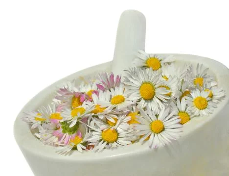 Daisies Stock Photos