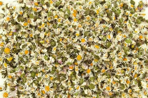 Daisies Stock Photos