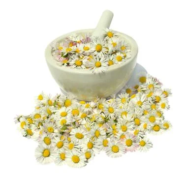 Daisies Stock Photos