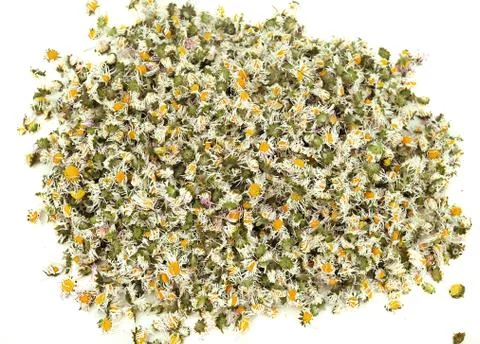 Daisies Stock Photos