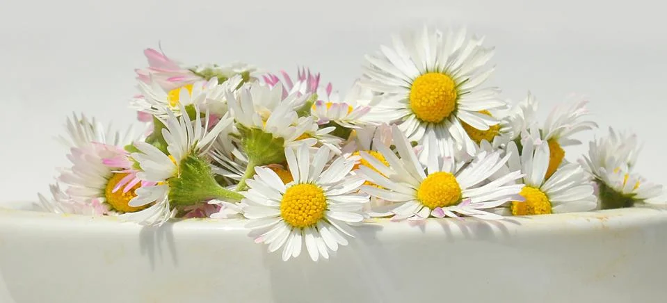 Daisies Stock Photos