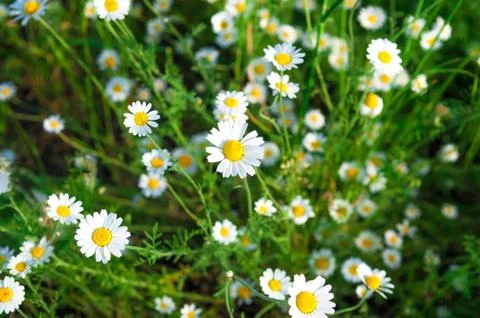 Daisies Stock Photos