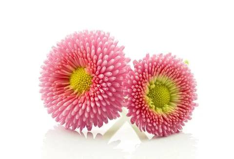 Daisies Stock Photos