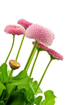 Daisies Stock Photos