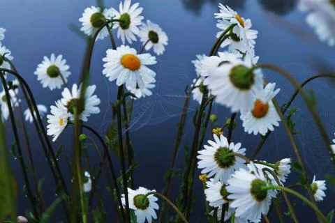 Daisies. Stock Photos