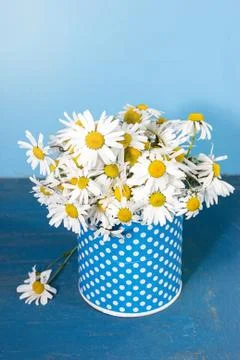 Daisies Stock Photos