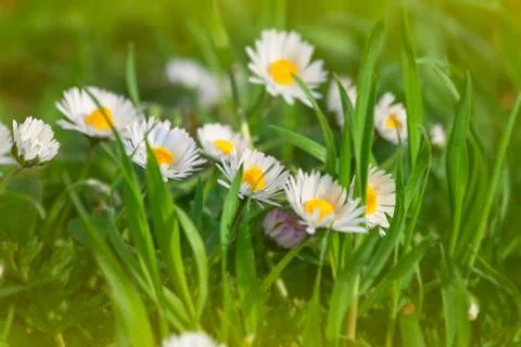 Daisies Stock Photos