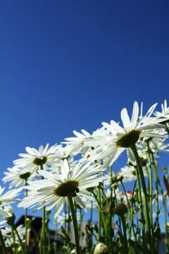 Daisies Stock Photos