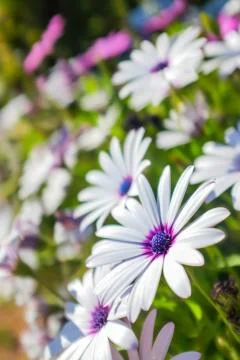 Daisies Stock Photos