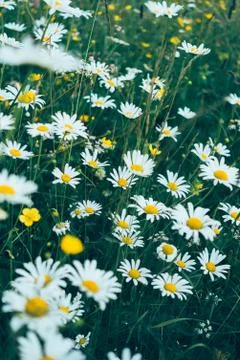 Daisies Stock Photos