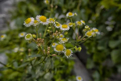 Daisies Stock Photos