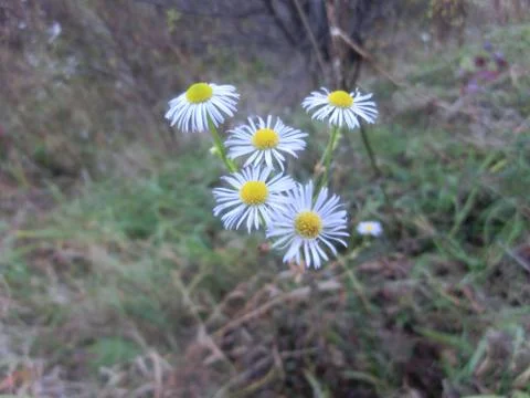 Daisies Stock Photos