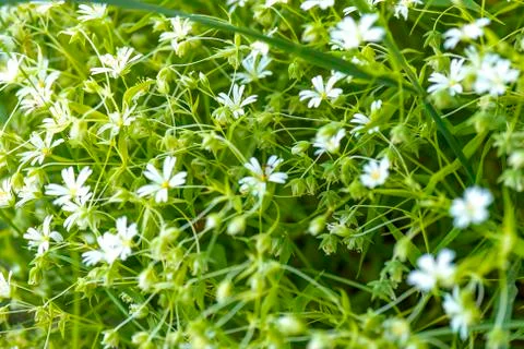 Daisies Stock Photos