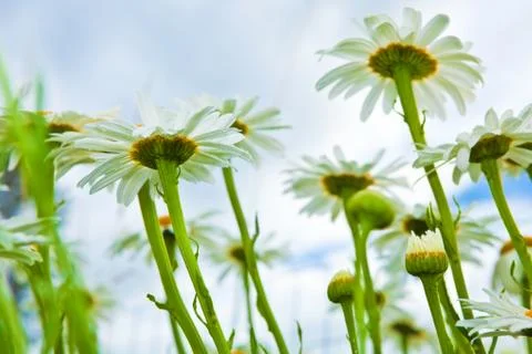Daisies Stock Photos