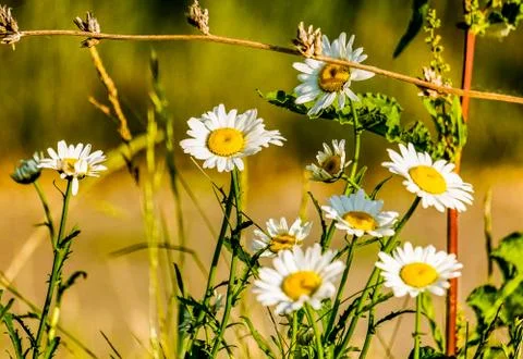 Daisies 库存照片