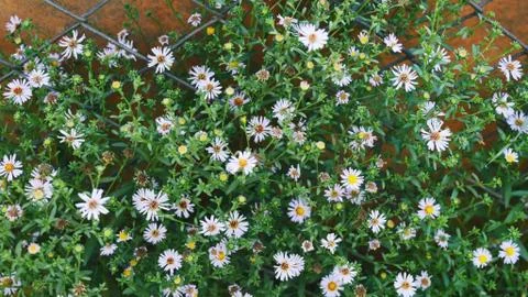 Daisies 库存照片