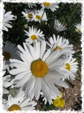 Daisies Stock Photos