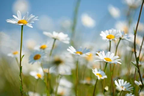 Daisies Stock Photos