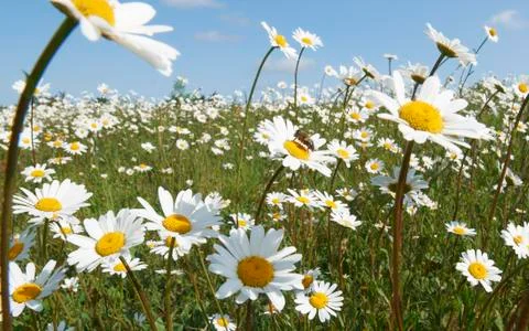 Daisies Stock Photos