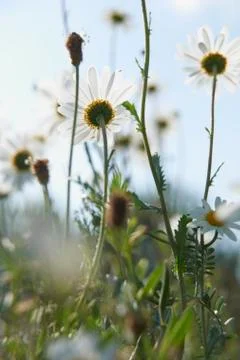 Daisies Stock Photos