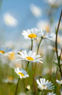 Daisies Stock Photos