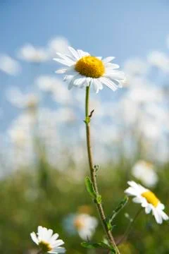 Daisies Stock Photos