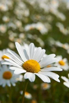 Daisies Stock Photos