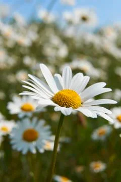 Daisies Stock Photos