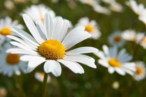 Daisies Stock Photos