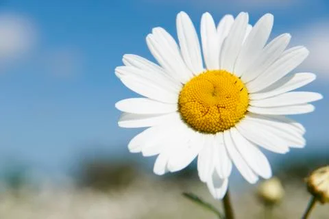 Daisies Stock Photos