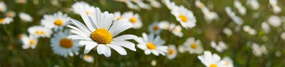 Daisies Stock Photos