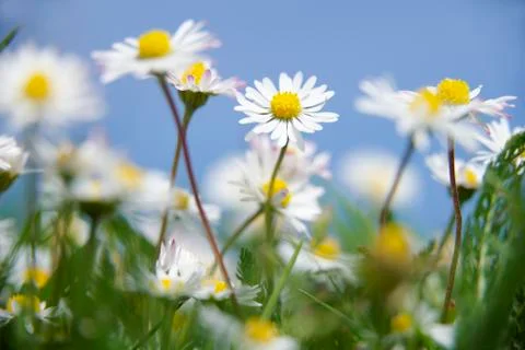 Daisies Stock Photos