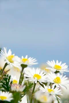 Daisies Stock Photos