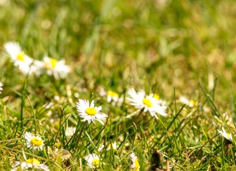 Daisies Stock Photos