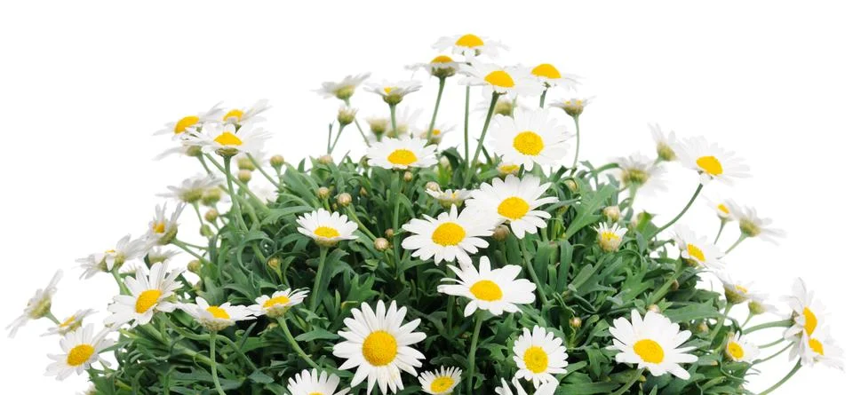 Daisies Foto stock