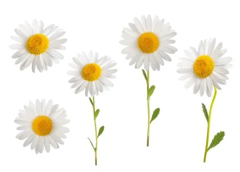 Daisies Stock Photos