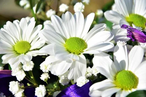 Daisies Stock Photos