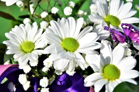 Daisies Stock Photos