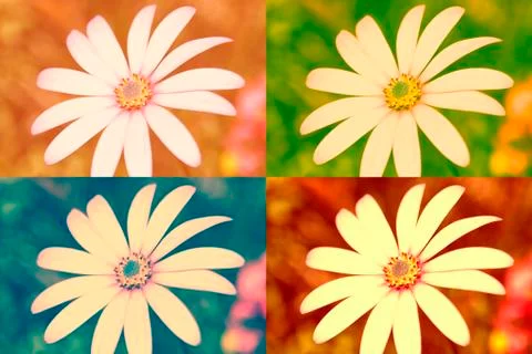 Daisies. Stock Photos