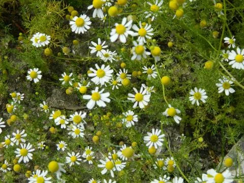 Daisies Stock Photos
