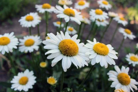 Daisies Stock Photos