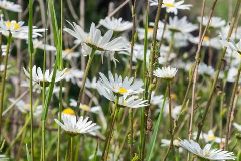 Daisies Stock Photos